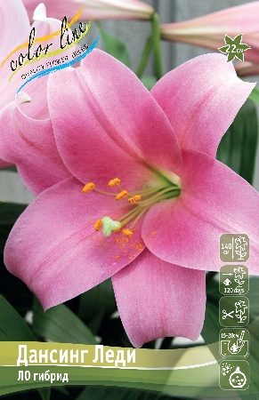 Лилия Дансинг Леди 12/14 1шт (КолЛайн) 2шт/уп