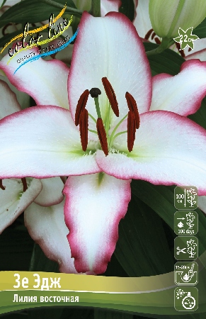 Лилия Зе Эдж 12/14 1шт (КолЛайн) 2шт/уп