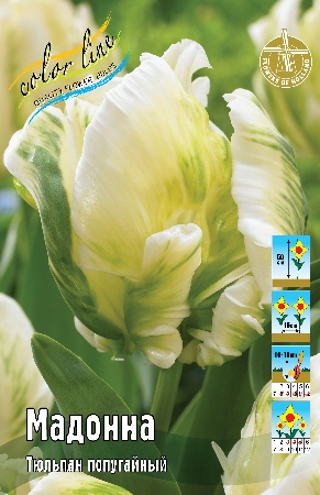 Тюльпан Мадонна 1шт (КолЛайн) 3шт/уп