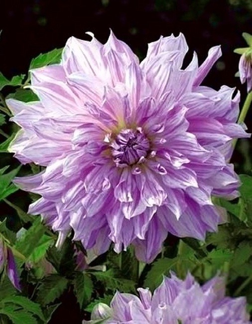 Георгина Момз Спешиал 1шт (КолЛайн)