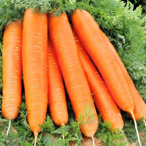 Морковь Красный Великан 1кг (ПрСидс)