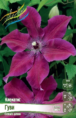 Клематис Гуви 1шт (КолЛайн) 2шт/уп