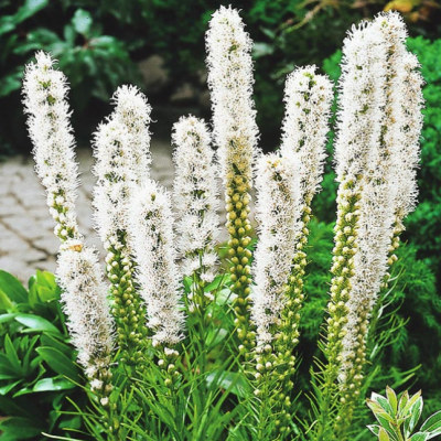 Лиатрис Флористан Уайт 1шт (КолЛайн) 5шт/уп