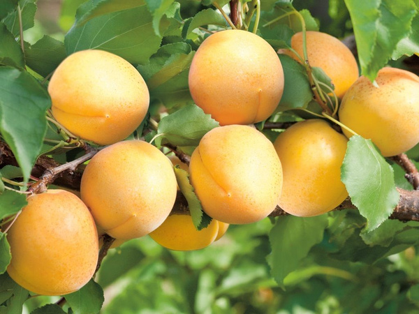 Абрикос Водолей (Садовита)