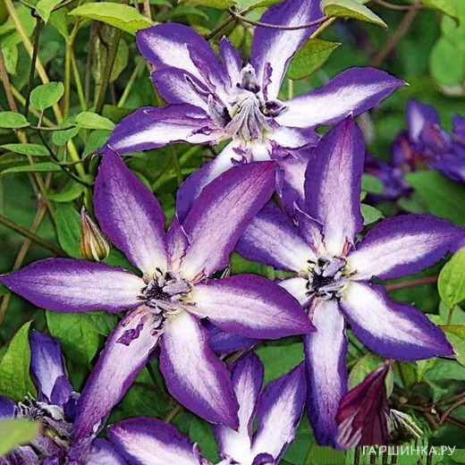 Клематис Астра Нова 1шт (КолЛайн) 