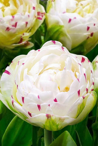 Тюльпан ДэнсЛайн 1шт (Садовита) 7шт/уп