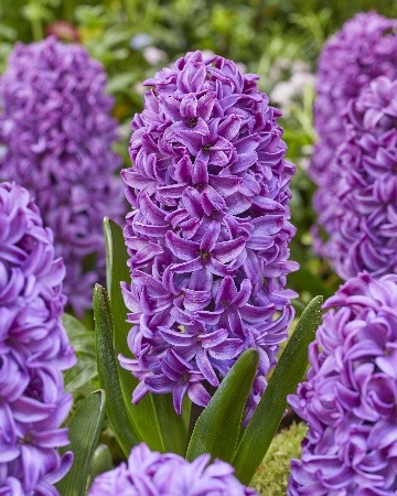 Гиацинт Пурпл Дрим 14/15 1шт (КолЛайн)