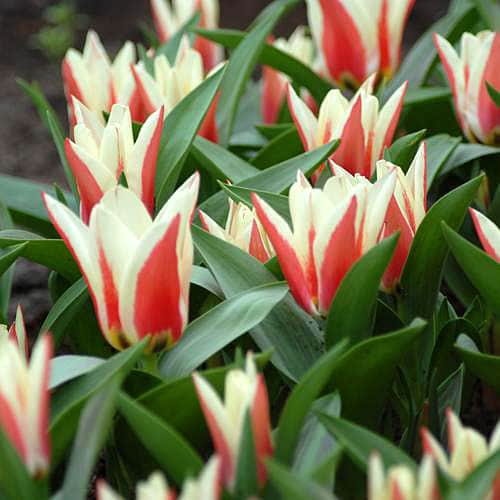 Тюльпан Перфекционист 1шт (КолЛайн) 10шт/уп грейга