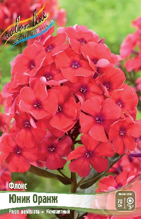 Флокс Юник Оранж 1шт (КолЛайн) 2шт/уп