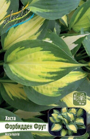 Хоста Форбидден Фрут 1шт (КолЛайн)