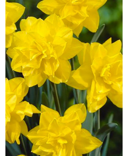 Нарцисс Киви Сансет 12/14 1шт (КолЛайн) 3шт/уп