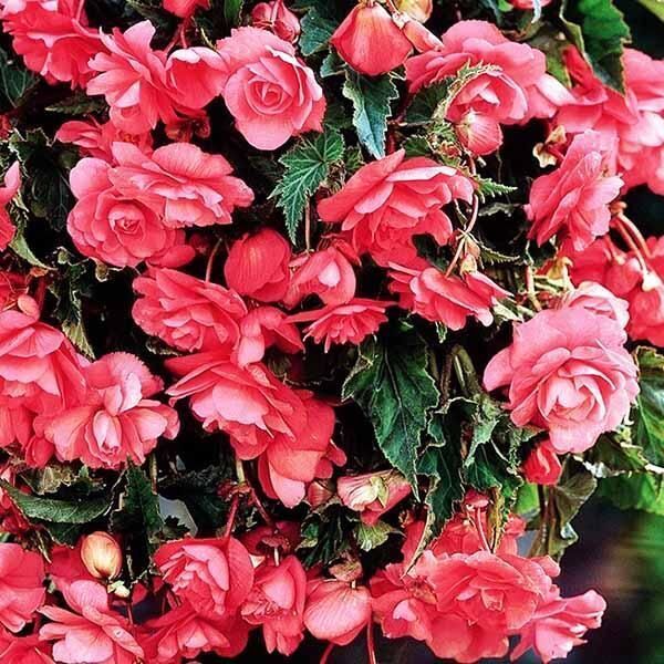 Бегония Каскад Пендула Розовая 1шт (КолЛайн) 3шт/уп