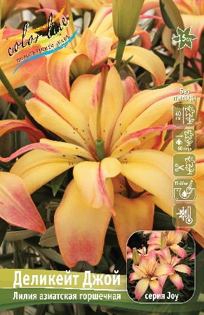 Лилия Деликейт Джой 10/12 1шт (КолЛайн) 7шт/уп