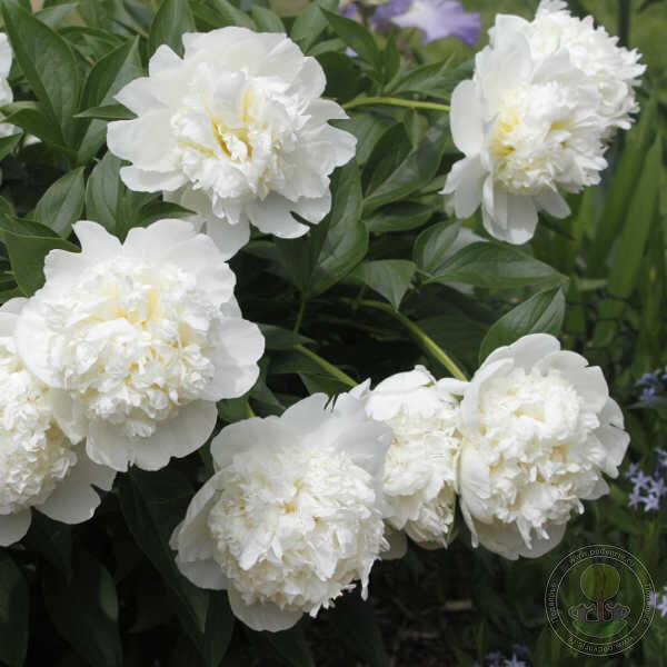 Пион Брайдл Шауэр 1шт (КолЛайн)