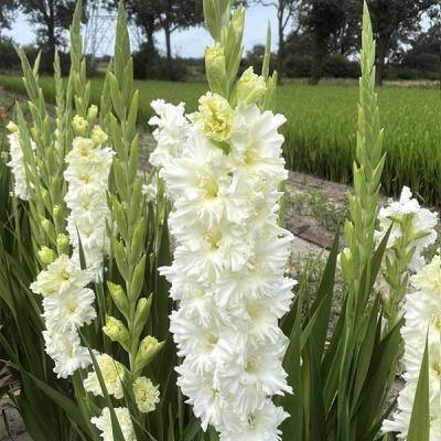 Гладиолус Цера Суммум 10/12 1шт (КолЛайн) 10шт/уп