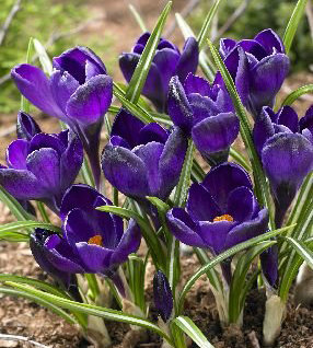 Крокус Негро Бой 1шт (КолЛайн) 5шт/уп