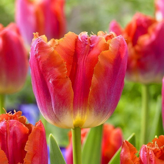 Тюльпан Майами Сансет 1шт (КолЛайн) 7шт/уп бахром.