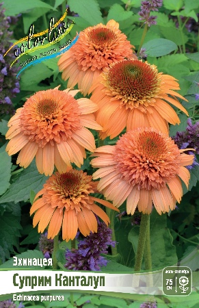 Эхинацея Суприм Канталуп 1шт (КолЛайн)