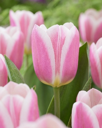 Тюльпан Мэндиз Чоис 12/+ 1шт (КолЛайн) 2шт/уп