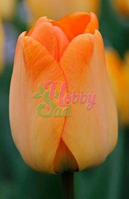 Тюльпан Дейдрим 11/12 1шт (Садовита) 8шт/уп