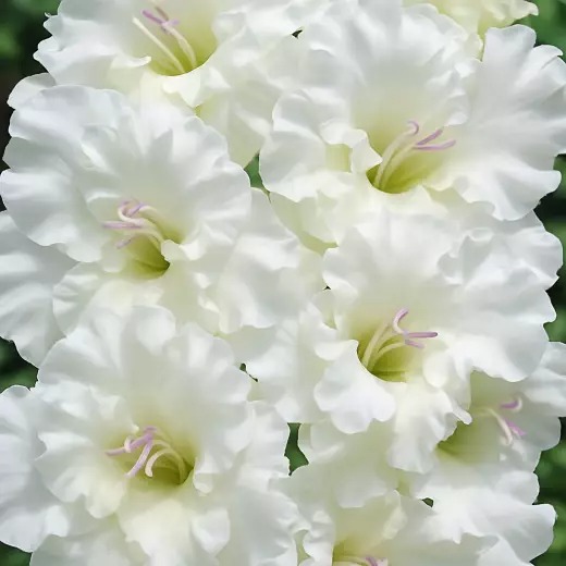 Гладиолус Св.Дмитрий Солунский 12/14 1шт (КолЛайн) 7шт/уп