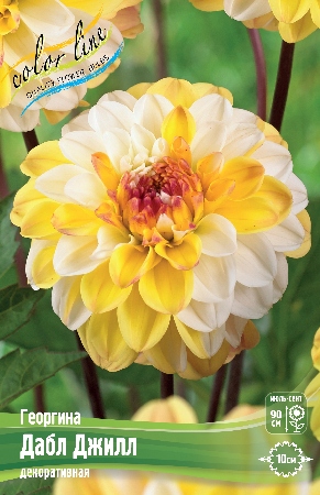 Георгина Дабл Джилл 1шт (КолЛайн)
