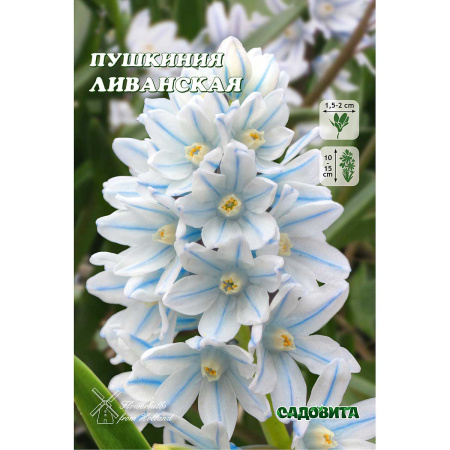 Пушкиния Ливанская 6+ 1шт (Садовита) 10шт/уп