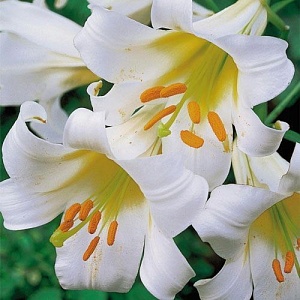 Лилия Регале Албум 12/14 1шт (КолЛайн) 5шт/уп