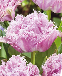 Тюльпан Ньюкасл 1шт (КолЛайн) 5шт/уп