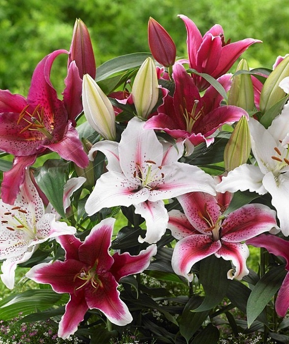 Лилия Фрагранс Микс 12/14 1шт (КолЛайн) 5шт/уп