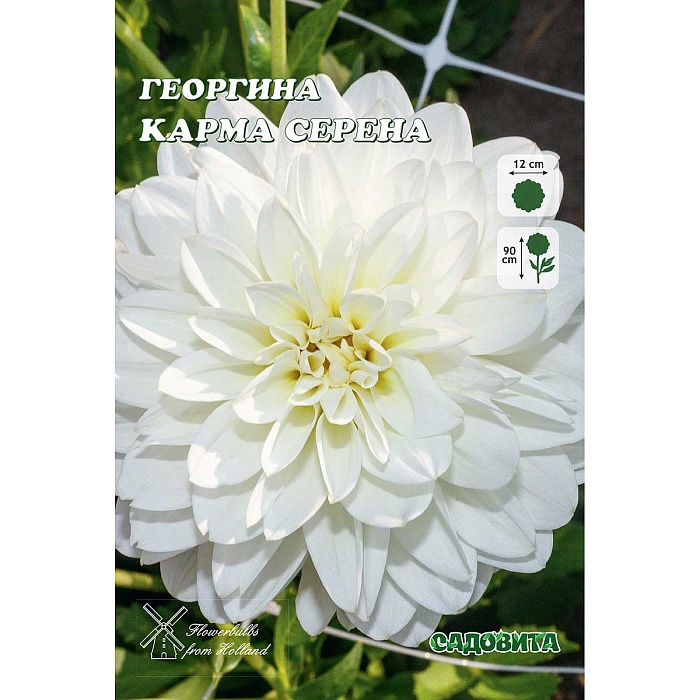 Георгина Карма Серена 1шт (Садовита)