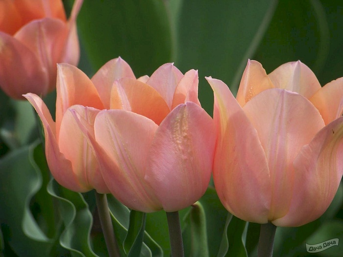 Тюльпан Априкот Бьюти 11/12 1шт (Садовита) 8шт/уп