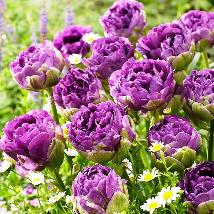 Тюльпан Блю Вау 1шт (КолЛайн) 7шт/уп