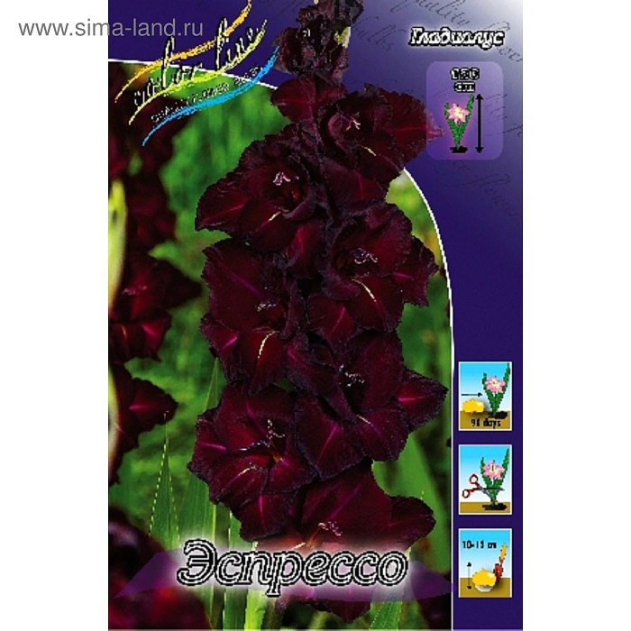 Гладиолус Эспрессо 10/12 1шт (КолЛайн) 8шт/уп