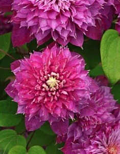 Клематис Хот Лов  Р9  1шт (КолЛайн)