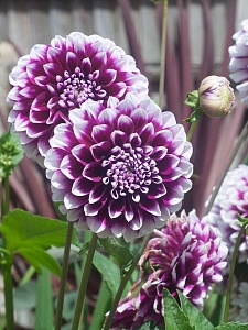 Георгина Эдинбург 1шт (КолЛайн)