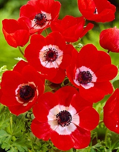 Анемона Голландия 1шт (КолЛайн) 5шт/уп