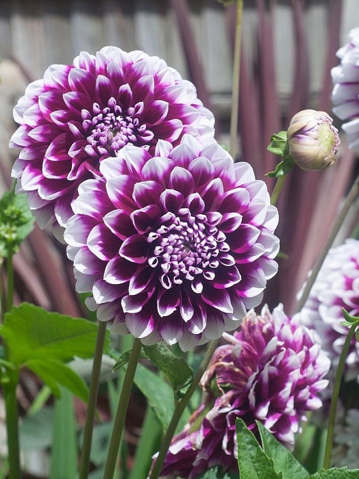 Георгина Эдинбург 1шт (КолЛайн)