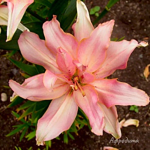 Лилия Афродита 12/14 1шт (КолЛайн) 5шт/уп