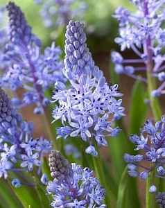 Сцилла Литардьера 1шт (КолЛайн) 10шт/уп