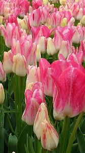 Тюльпан Грейслэнд 1шт (КолЛайн) 7шт/уп