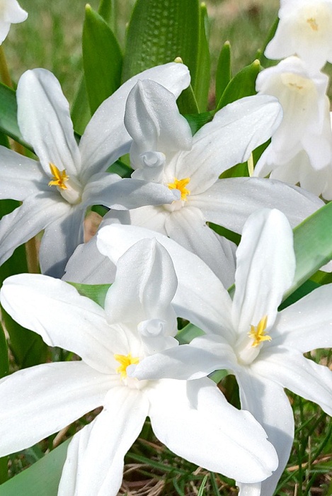 Сцилла Альба 7/8 1шт (Садовита) 10шт/уп