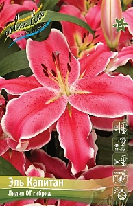 Лилия Эль Капитан 15/16 1шт (КолЛайн)