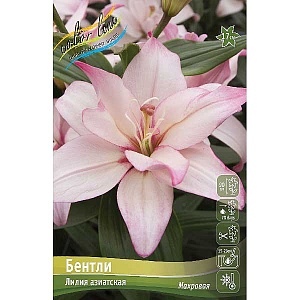 Лилия Бентли 12/14 1шт (КолЛайн) 5шт/уп