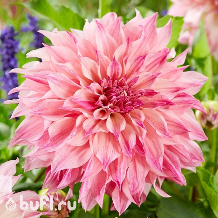 Георгина Кофе о Лейт Роял 1шт (КолЛайн)