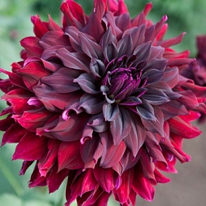 Георгина Рип Сити 1шт (КолЛайн)