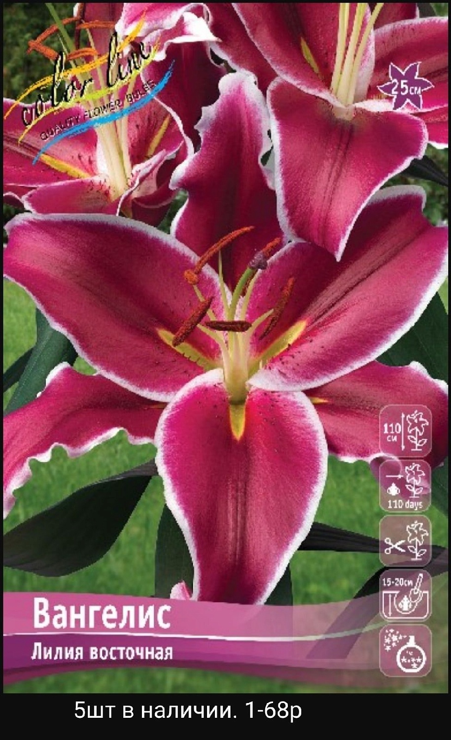 Лилия Вангелис 12/14 1шт (КолЛайн) 2шт/уп