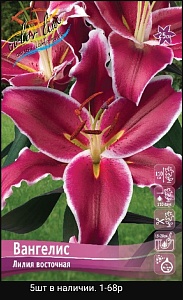 Лилия Вангелис 12/14 1шт (КолЛайн) 2шт/уп