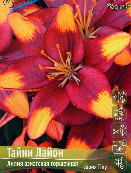 Лилия Тайни Лайон 10/12 1шт (КолЛайн) 2шт/уп