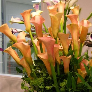 Калла Камео 1шт (КолЛайн) 2шт/уп